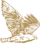 line drawing of an eagle in midflight